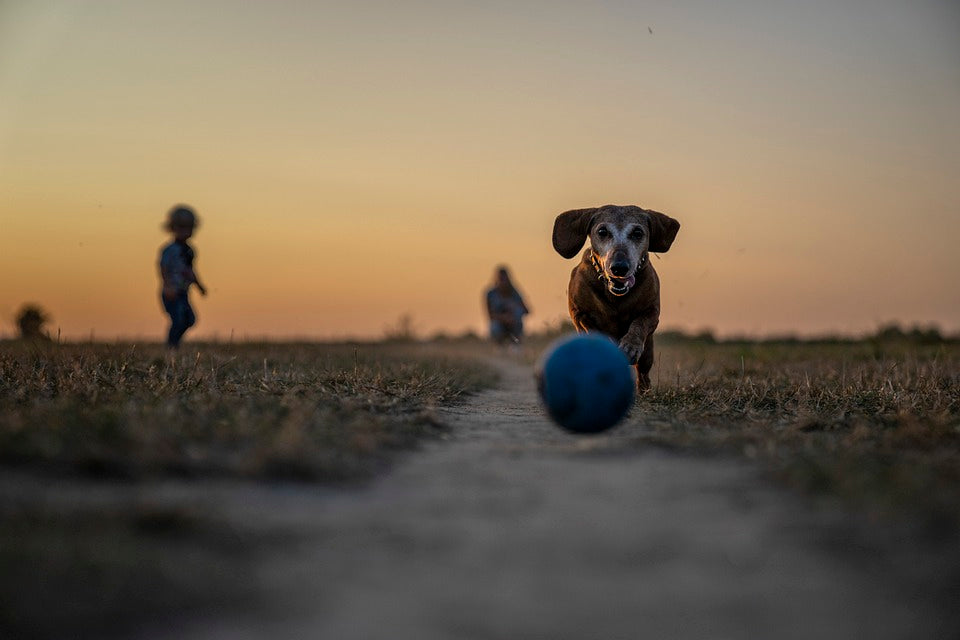 Pet Game Park