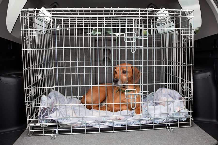 What Toys Are Safe To Leave In A Dog Crate