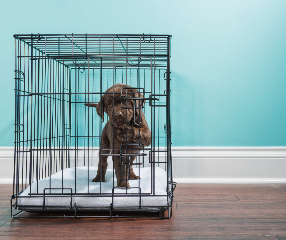 Where to Put a Dog Crate in the House - Basement