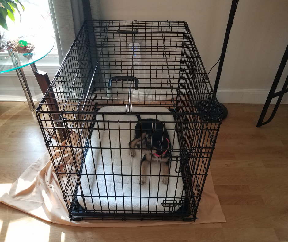 Where to Put a Dog Crate in the House - Bathroom