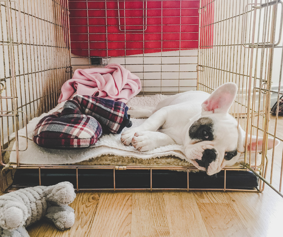 Where to Put a Dog Crate in the House - Bedroom