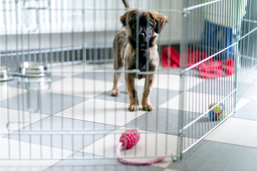 Essential Puppy Crate Training Products