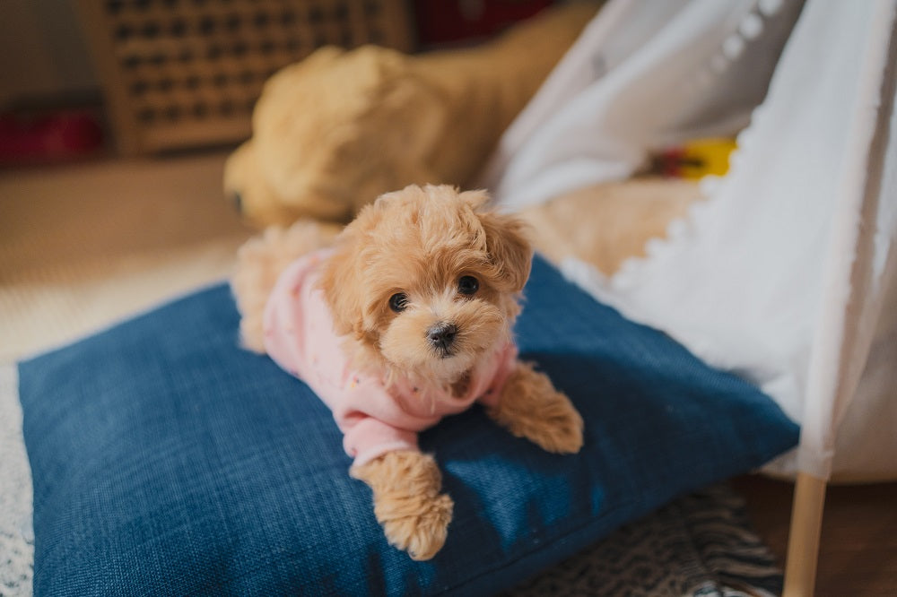 a cute little puppy lying on a blue pillow