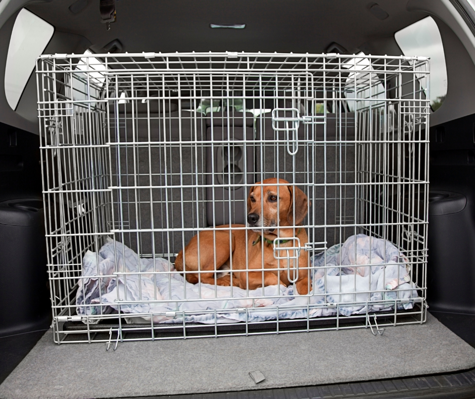 crated dog
