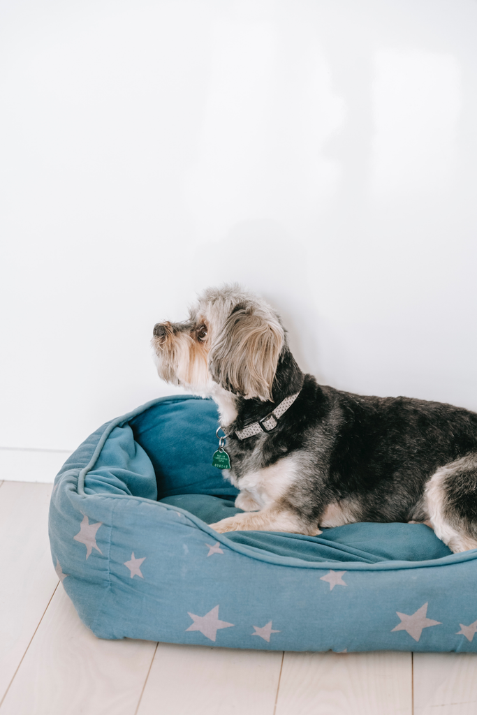 Dog Beds Need to be Cleaned Often