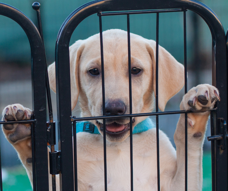 yellow labrador puppy in a play pen