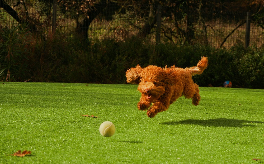 puppy playing ball