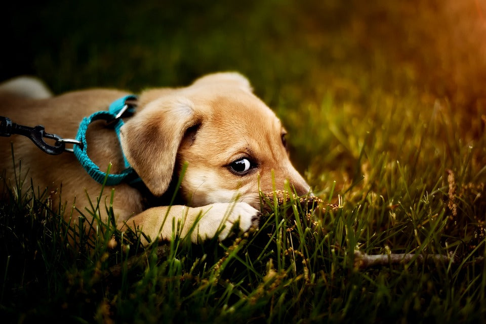 baby puppy playing in the grass