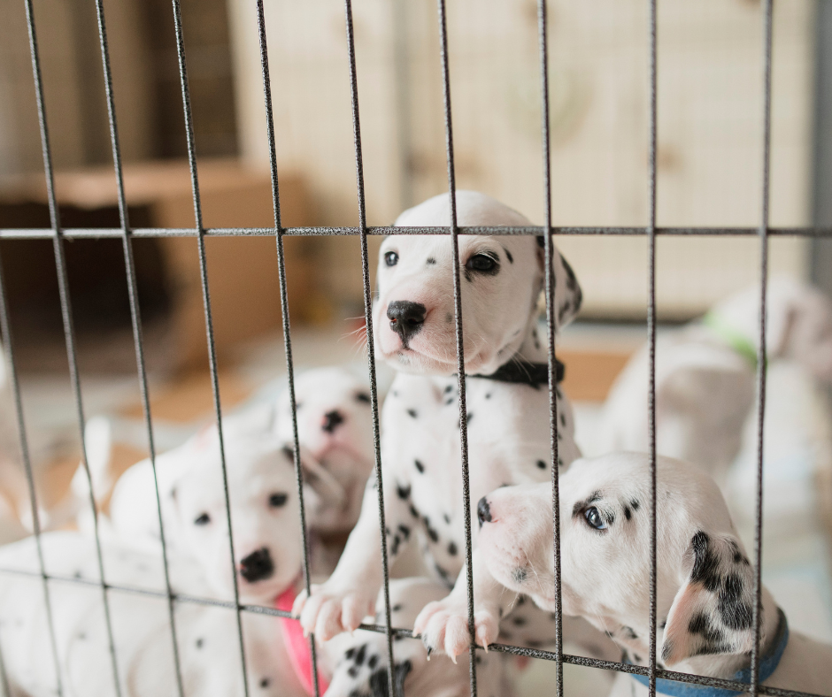puppies in a playpen