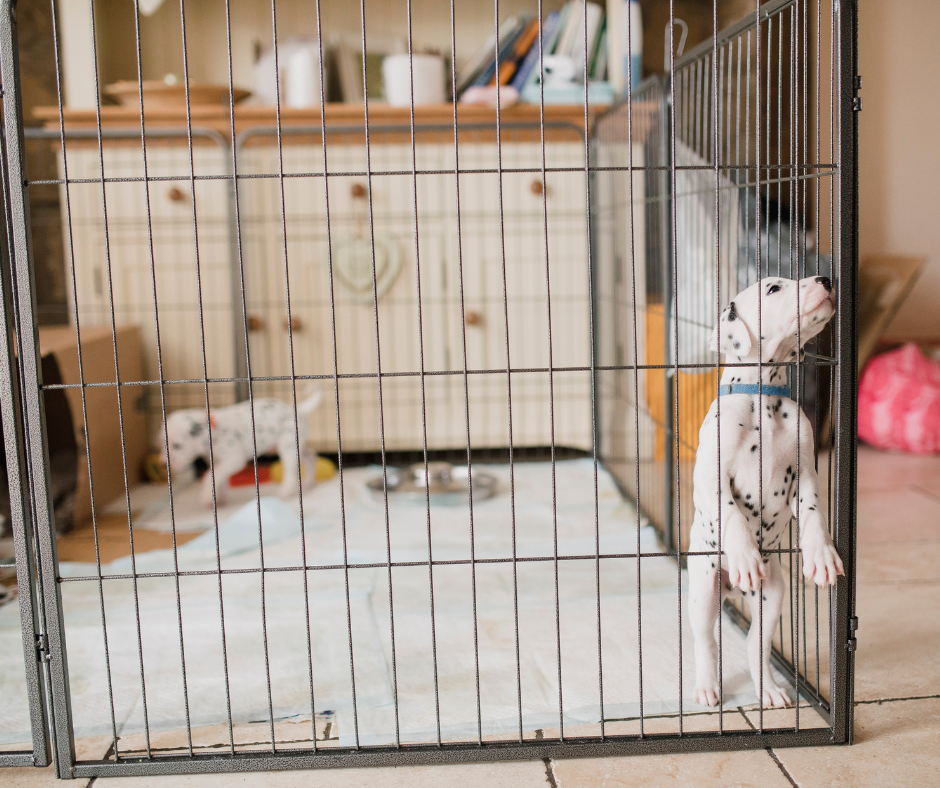 curious dalmatian puppy in a playpen