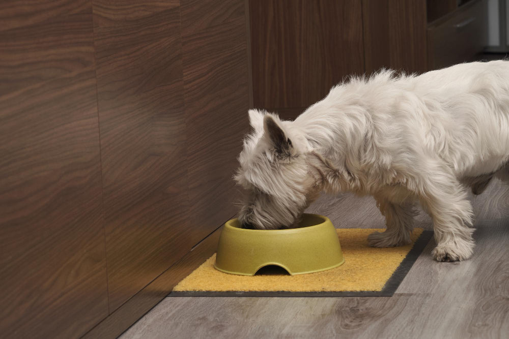 How to Choose the Right Elevated Dog Bowl