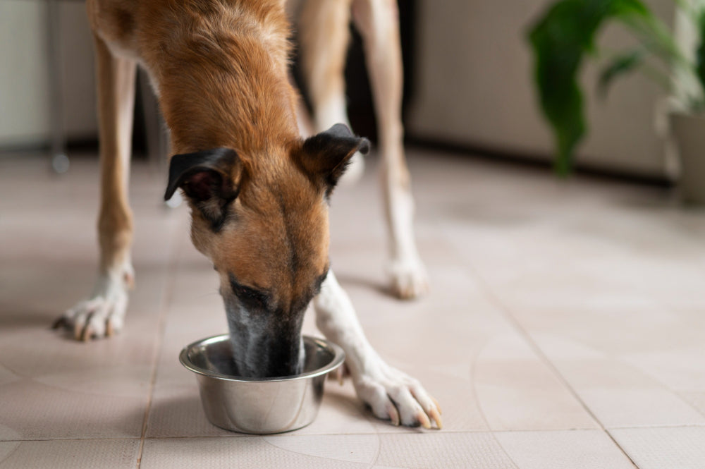 Help Your Dog Eat Easier with a Simple Elevated Bowl Holder 