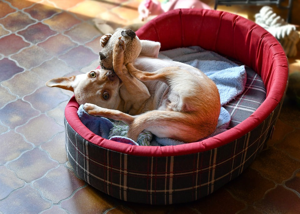 cute dog Chihuahua is playing