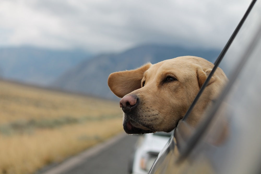 Don't Drive with Your Puppy's Head Sticking Out the Window