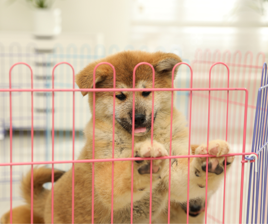 cute akita-inu puppy playpen indoors