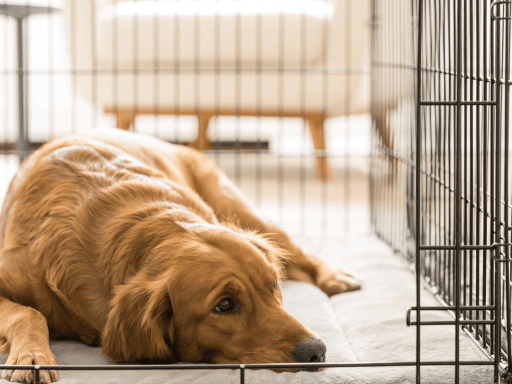 female golden retriever lies in her dog crate looks out of frame