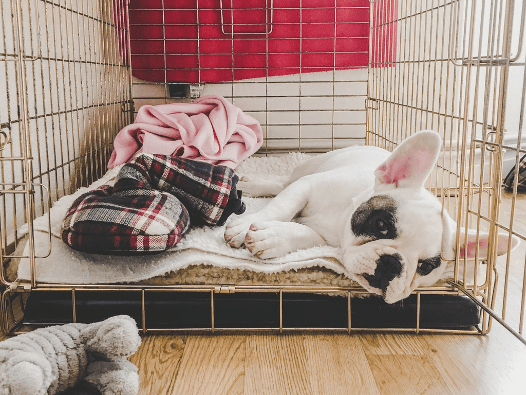 french bulldog puppy resting inside a metal crate