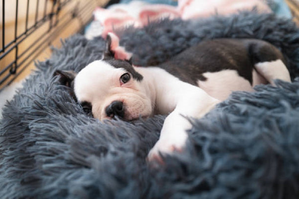 Playpen and crate training a puppy