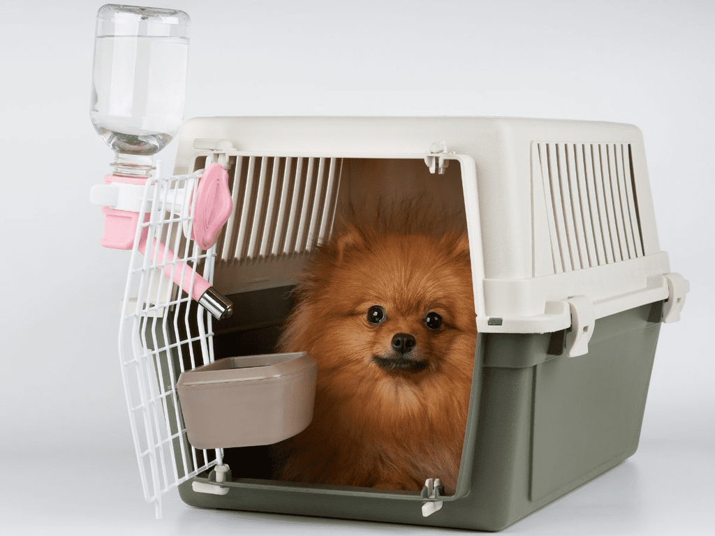 pet carrier dog inside feeding watering supply red pomeranian spitz ready long range transportation