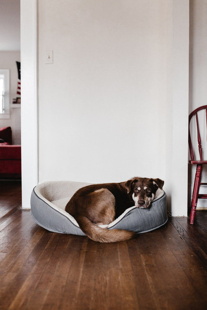 choosing the right bed for your dog