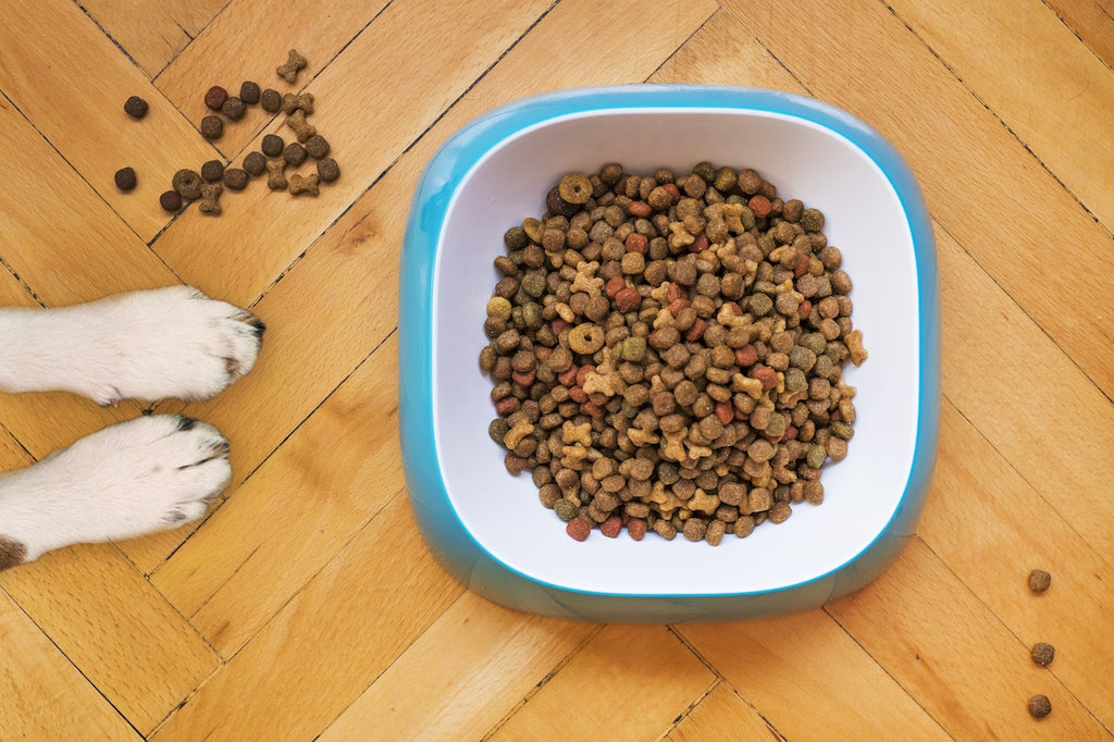 Food Bowl for My Dog
