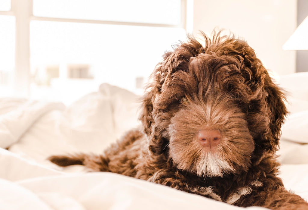 Things to consider when choosing the best bed for your dog