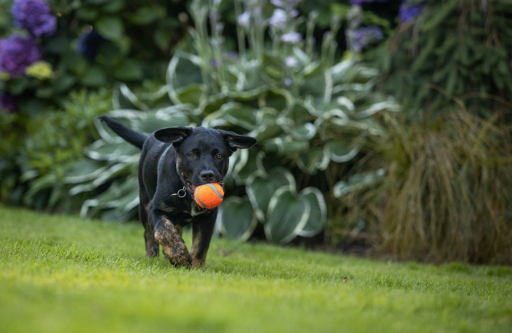 Your garden can always be useful in creating some extra space for your dog.