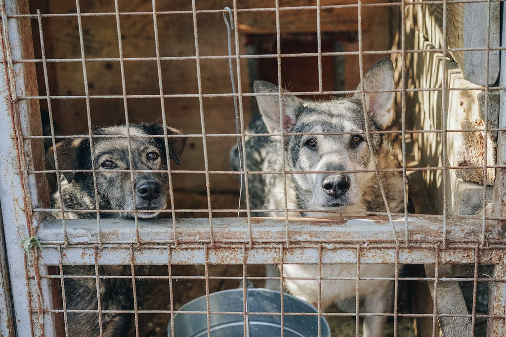 two dogs in a cage during daytime