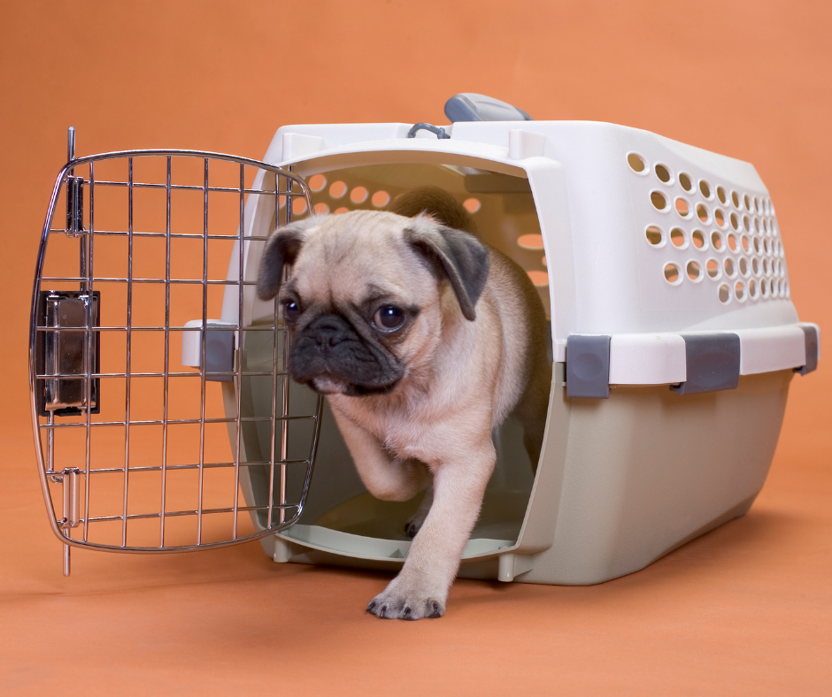 pug dog leaving a plastic crate