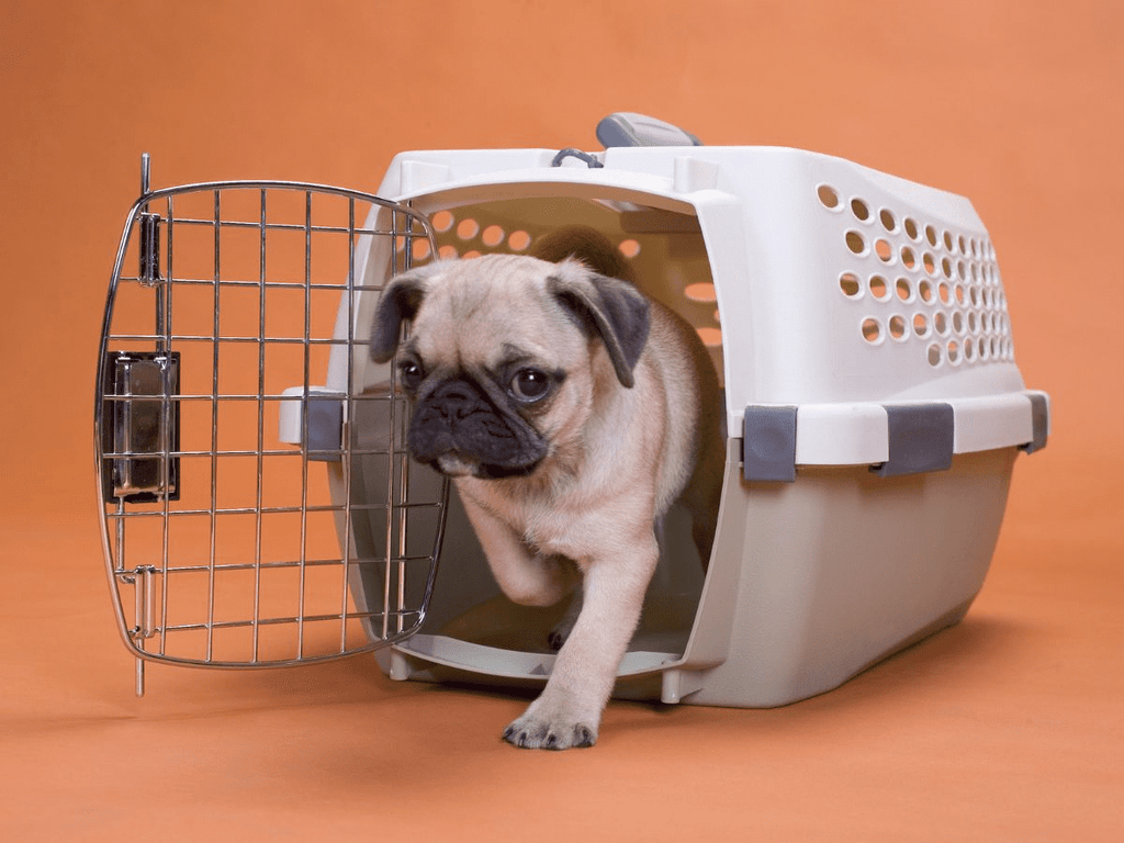 pug dog in a travel crate