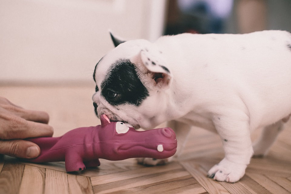 small puppy is playinf with the his master