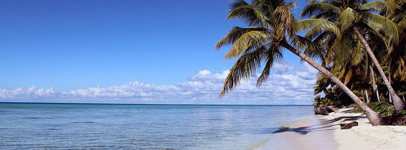 Isla Saona Beach Scene with Palm Trees