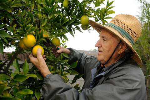 Un homme élaguant un citronnier.