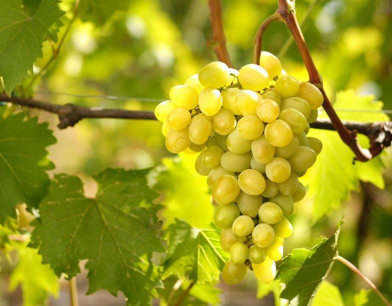 Chenin Blanc Grapes | STARS of White Wine Online Wine Tasting Image | Learn About Wine Chenin Blanc Grapes STARS of White Wine Online Wine Tasting Class Image at learnaboutwine.com