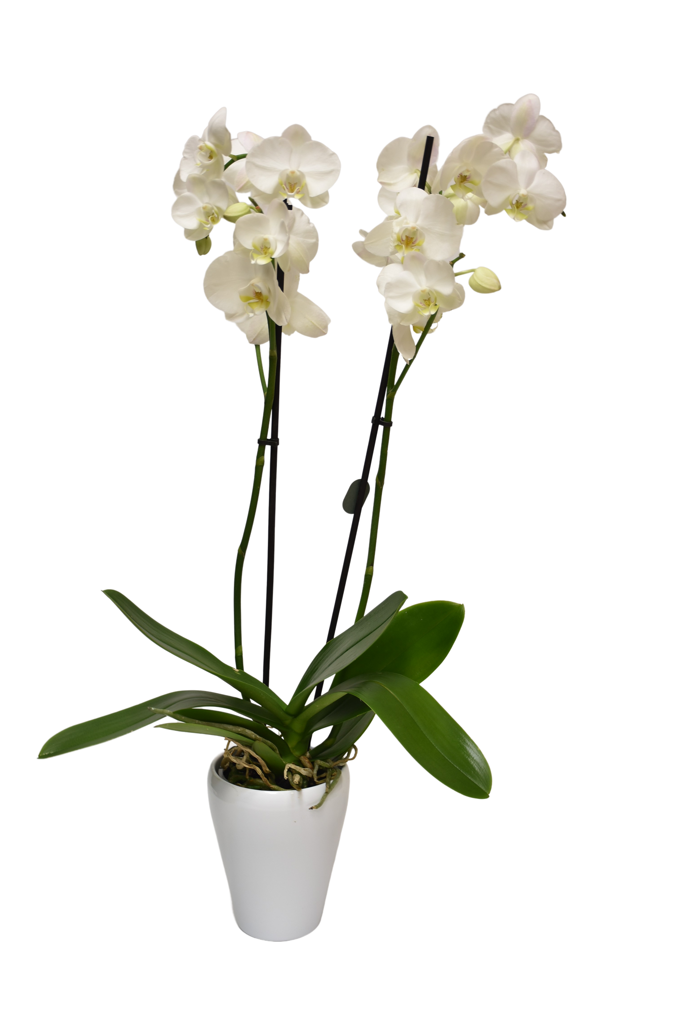 Orquídea phalaenopsis – Floristería Contreras