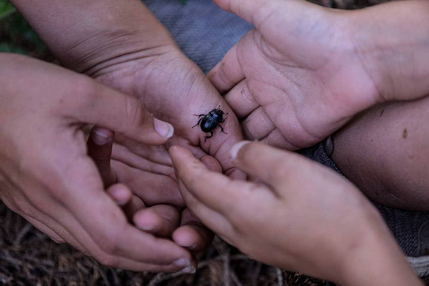 hands supporting a beetle