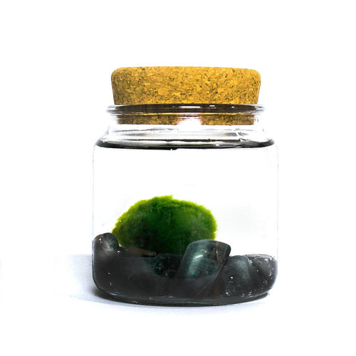 MOSS AGATE Terrarium Moss BALL Complete Set Marimo Pet