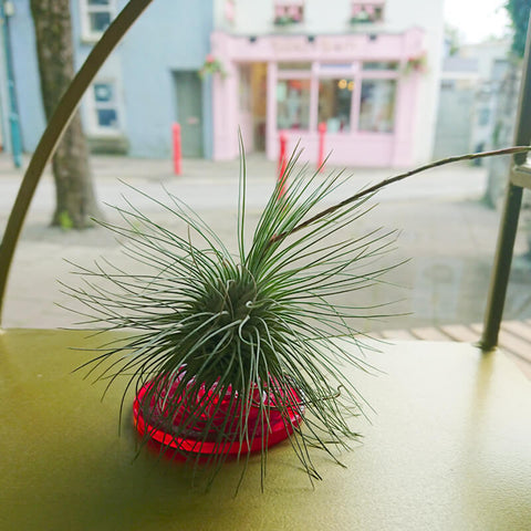 one of our many lovely hairy airplants