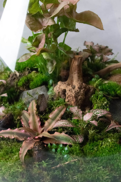 How to Fix Mold in Terrariums (7 Easy Tips & Tricks) - Terrarium Tribe