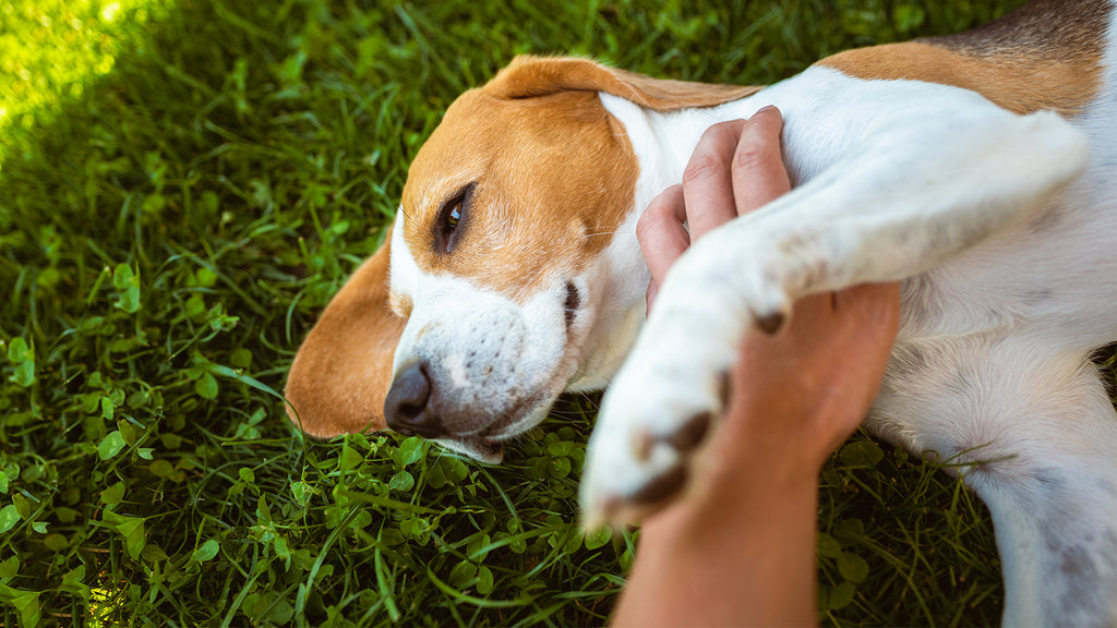 why do dogs kick when you rub their belly