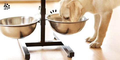 Bowls and Feeders - How to Choose One for Dogs – DearPet