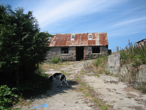 derelict building with a tin roof