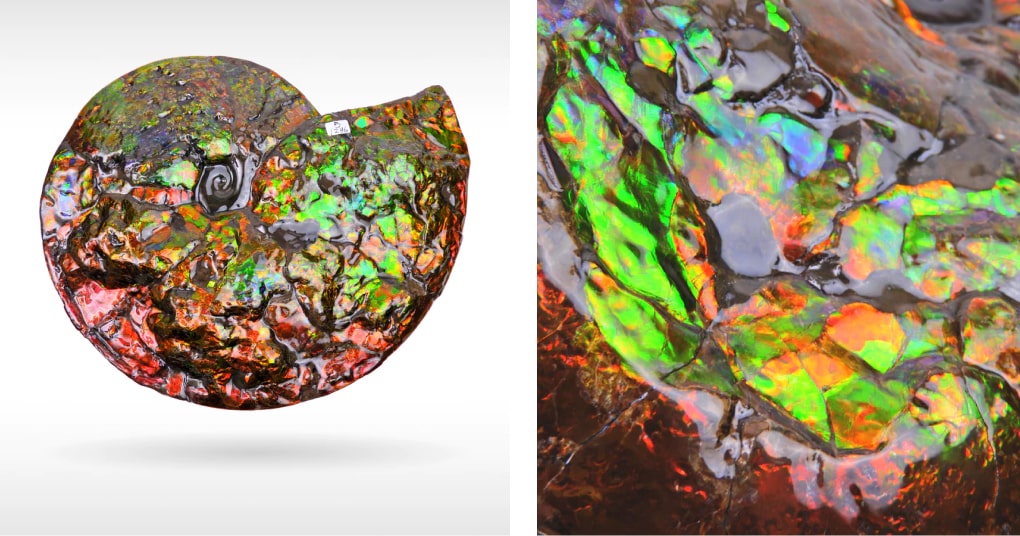 KORTIE Ammolite Gift Ideas for him | Canadian Ammonite