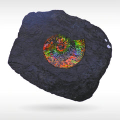 Canadian Ammonite Fossil