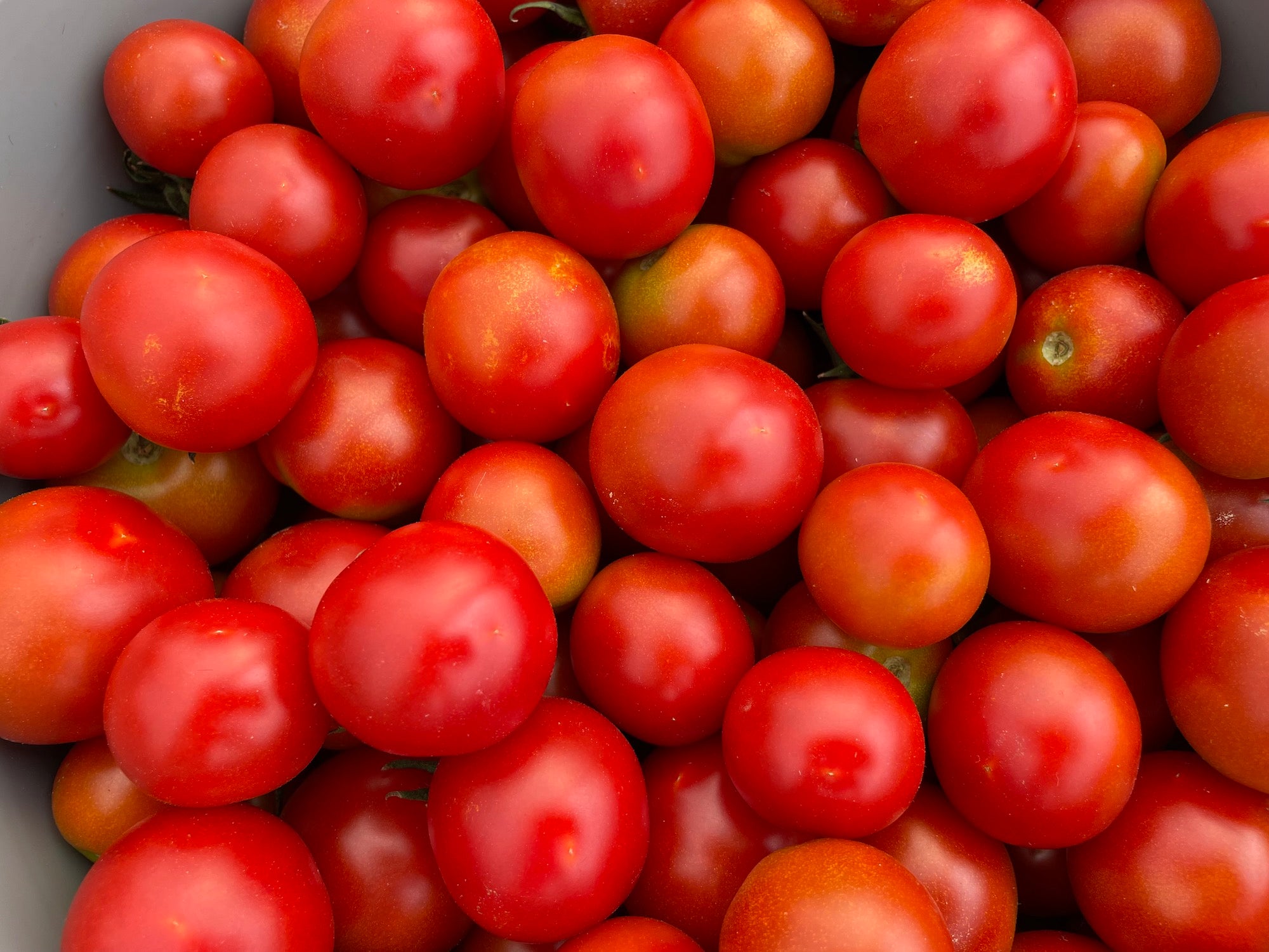 Cherry_tomato_21