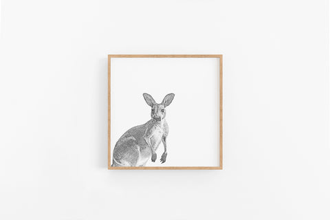 Kangaroo Sketch - Lynette Cooper Prints & Sketches