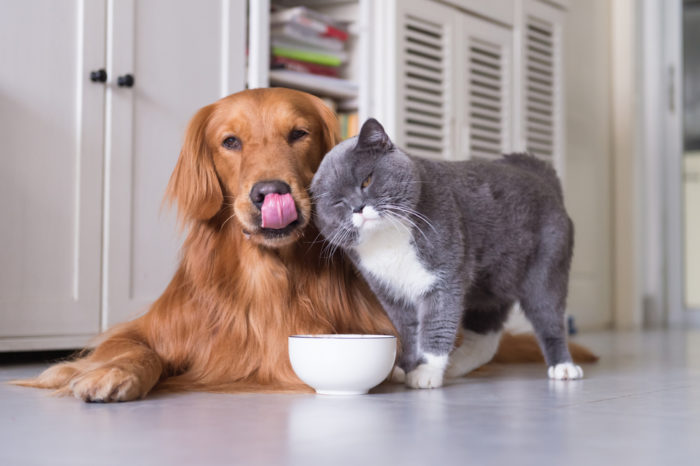 cat rubs against golden retriever 