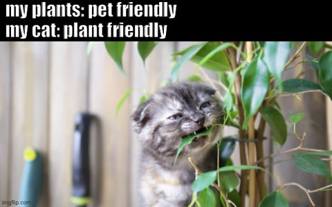 Katze frisst Pflanzen