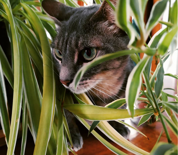 Katze spielt mit Chlorophytum-Pflanze