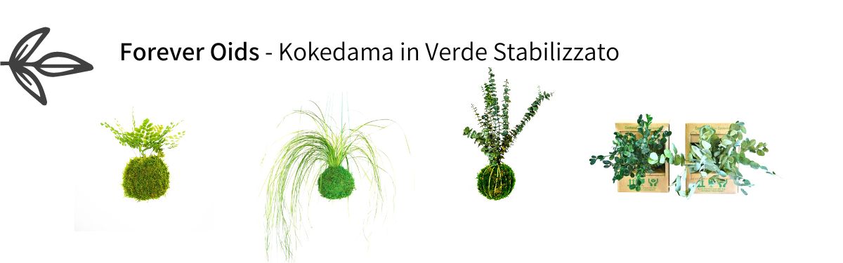 Kokedama in stabilisiertem Grün